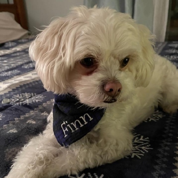 Meet your Posher, Robin - Picture 1 of 1